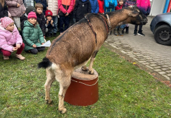 Chov kozy domácí